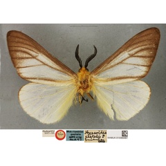 /filer/webapps/moths/media/images/C/cleotis_Hypsoides_HT_BMNH.jpg