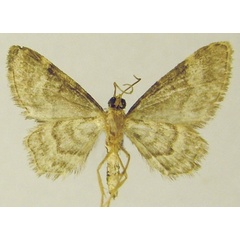 /filer/webapps/moths/media/images/V/viridigrisea_Chloroclystis_AM_ZSMb.jpg