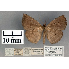 /filer/webapps/moths/media/images/L/lophocera_Parathermes_STM_OUMNH_02.jpg