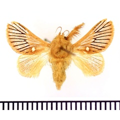 /filer/webapps/moths/media/images/N/nigrivenosa_Delorhachis_AM_BMNH.jpg