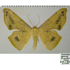 /filer/webapps/moths/media/images/M/maculosata_Xenimpia_AF_ZSM_01.jpg
