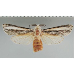 /filer/webapps/moths/media/images/A/asylasiformis_Azygophleps_PT_ZMHB.jpg