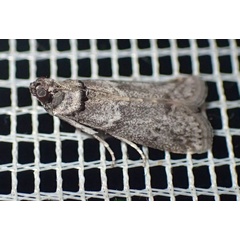 /filer/webapps/moths/media/images/C/ceratoniae_Ectomyelois_AM_Bippus.jpg