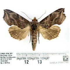 /filer/webapps/moths/media/images/C/cerne_Oraesia_AM_BMNH.jpg