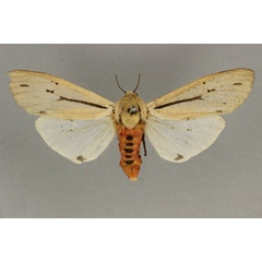 /filer/webapps/moths/media/images/P/punctivitta_Creatonotos_AF_BMNH.jpg