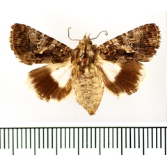 /filer/webapps/moths/media/images/S/squamosa_Aedia_AF_BMNH.jpg