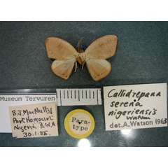 /filer/webapps/moths/media/images/N/nigeriensis_Callidrepana_PT_RMCA_01.jpg