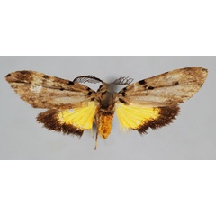 /filer/webapps/moths/media/images/C/cinerascens_Proxhyle_A_BMNH.jpg