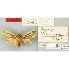 /filer/webapps/moths/media/images/L/luteoradians_Diacrisia_PTM_BMNH_02a.jpg