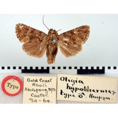 /filer/webapps/moths/media/images/H/hypothermes_Oligia_ST_BMNH.jpg