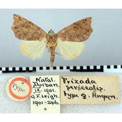 /filer/webapps/moths/media/images/S/sericealis_Erizada_HT_BMNH.jpg