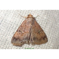 /filer/webapps/moths/media/images/P/punctilineata_Plecoptera_AM_Bippus.jpg