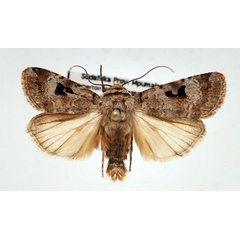 /filer/webapps/moths/media/images/E/excisa_Ariathisa_AM_Schellhorn.jpg