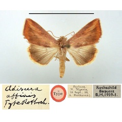/filer/webapps/moths/media/images/A/affinis_Adisura_HT_BMNH.jpg