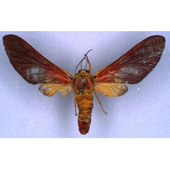 /filer/webapps/moths/media/images/O/ornata_Bergeria_NA_RMCA_03.jpg