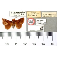/filer/webapps/moths/media/images/A/aurifrons_Thosea_HT_BMNH.jpg