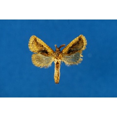 /filer/webapps/moths/media/images/O/ochreicosta_Moyencharia_AM_Lehmann_01.jpg