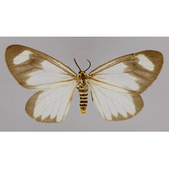 /filer/webapps/moths/media/images/K/kedar_Zerenopsis_A_ZSM_01.jpg
