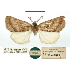 /filer/webapps/moths/media/images/T/tephragramma_Diparopsis_HT_BMNH.jpg