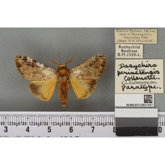 /filer/webapps/moths/media/images/P/perinetensis_Dasychira_PTM_BMNH_01a.jpg