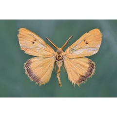 /filer/webapps/moths/media/images/Q/quadripunctata_Bracharoa_A_Butler.jpg