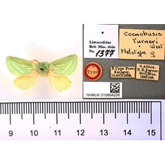 /filer/webapps/moths/media/images/T/turneri_Coenobasis_HT_BMNH.jpg