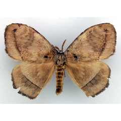 /filer/webapps/moths/media/images/L/lamani_Parajana_AM_Basquin_02.jpg