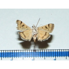 /filer/webapps/moths/media/images/F/floralis_Aporodes_A_Goffb.jpg