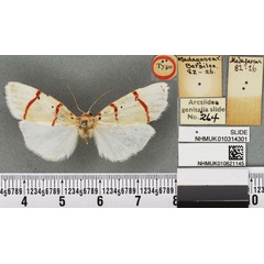 /filer/webapps/moths/media/images/S/saalmuelleri_Bizone_LT_BMNHa.jpg