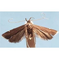 /filer/webapps/moths/media/images/A/anosibensis_Torodora_HT_MNHN.jpg