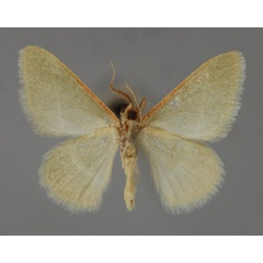 /filer/webapps/moths/media/images/R/ruficornis_Microloxia_A_ZSM_02.jpg