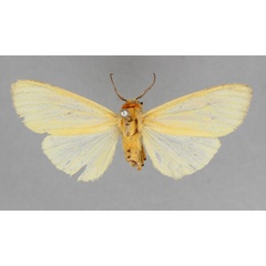 /filer/webapps/moths/media/images/P/pallida_Pseudoradiarctia_PT_BMNH.jpg