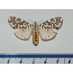 /filer/webapps/moths/media/images/M/maculosa_Alpenus_A_Goff_02.jpg