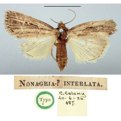 /filer/webapps/moths/media/images/I/interlata_Nonagria_HT_BMNH.jpg