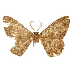 /filer/webapps/moths/media/images/A/albitrigonis_Cleora_STM_BMNH.jpg