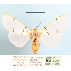 /filer/webapps/moths/media/images/B/buryi_Spilosoma_AM_MGCLa_03.JPG