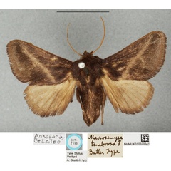 /filer/webapps/moths/media/images/T/tenebrosa_Macrosemyra_LT_BMNH.jpg