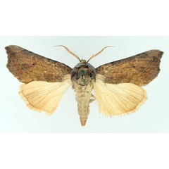 /filer/webapps/moths/media/images/A/albescens_Oraesia_AM_TMSA_02.jpg