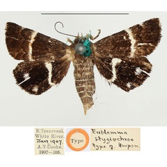 /filer/webapps/moths/media/images/S/stygiochroa_Eublemma_HT_BMNH.jpg