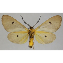 /filer/webapps/moths/media/images/C/cinerea_Geodena_AM_ZSMb.jpg