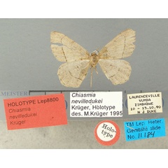 /filer/webapps/moths/media/images/N/nevilledukei_Chiasmia_HT_TMSA.jpg