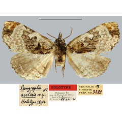 /filer/webapps/moths/media/images/A/acolesis_Pangrapta_HT_MNHN.jpg