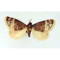 /filer/webapps/moths/media/images/P/pallidifascia_Isozinara_AF_TMSA.jpg