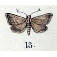/filer/webapps/moths/media/images/F/furia_Micra_HT_Swinhoe_47_13.jpg