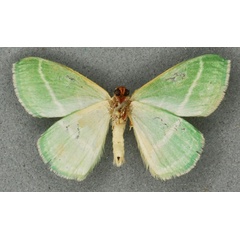 /filer/webapps/moths/media/images/Z/zetetea_Syncollesis_HT_BMNHb.jpg
