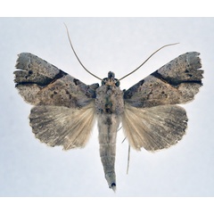 /filer/webapps/moths/media/images/P/pelopsalis_Meliaba_A_NHMO.jpg
