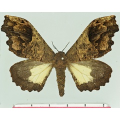 /filer/webapps/moths/media/images/L/lichenodes_Micragone_AF_Basquin.jpg