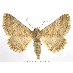 /filer/webapps/moths/media/images/A/albidentaria_Pericyma_AF_NHMO.jpg