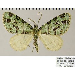 /filer/webapps/moths/media/images/B/bryophilaria_Piercia_AM_ZSM.jpg