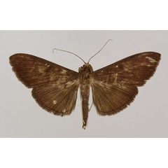 /filer/webapps/moths/media/images/S/subcyaneoalba_Syllepte_HT_BMNH.jpg